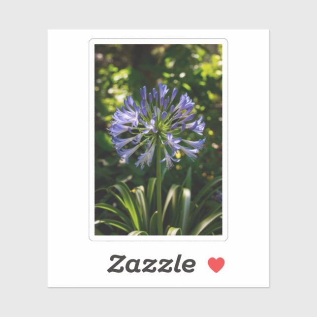 Blue Agapanthus Flowers (Sheet)