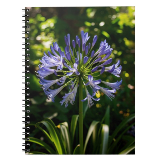 Blue Agapanthus Flowers Notebook (Front)
