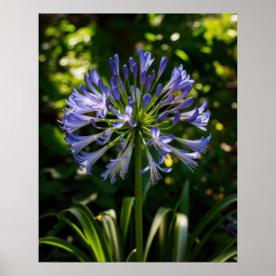 Blue Agapanthus Flowers Poster