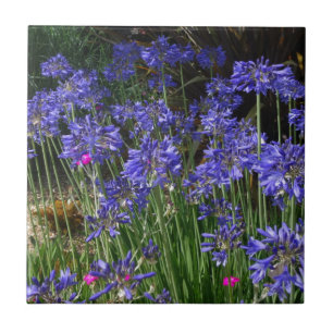 Blue Agapanthus Flowers Tile