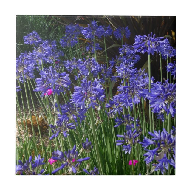 Blue Agapanthus Flowers Tile (Front)