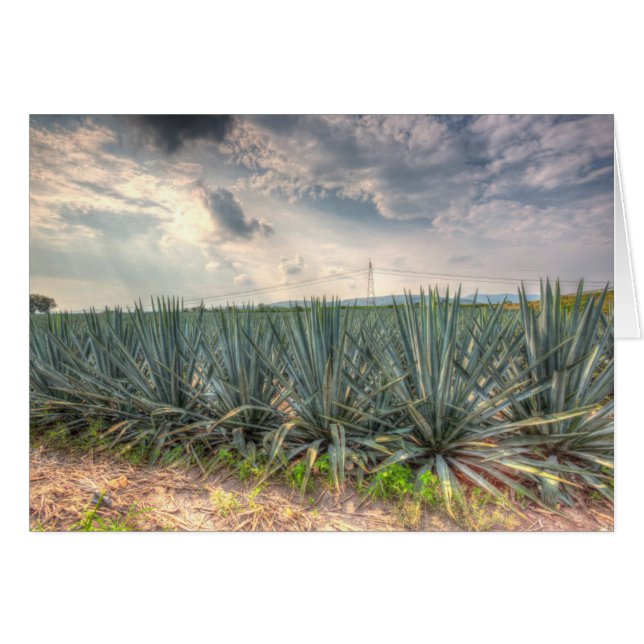Blue Agave (Front Horizontal)