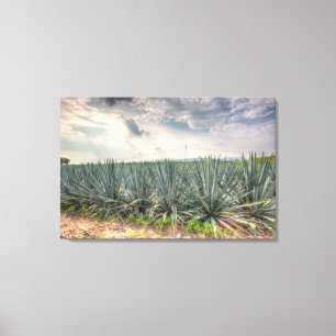 Blue Agave Canvas Print