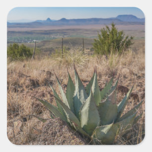 Blue Agave Fort Davis Texas Square Sticker