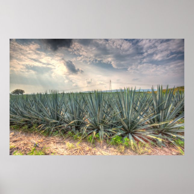 Blue Agave Poster (Front)