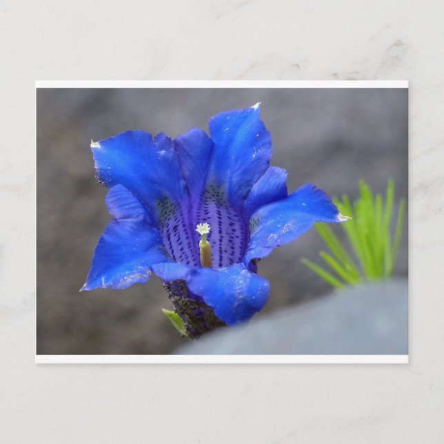 Blue Alpine Enzian Flower Postcard (Front)