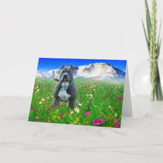 Blue American Pit Bull Terrier, Pikes Peak Card
