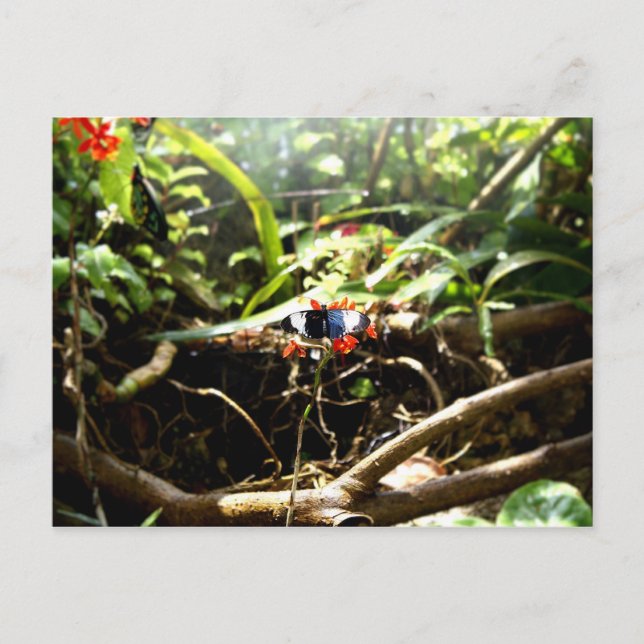 Blue and Black Butterfly Postcard (Front)