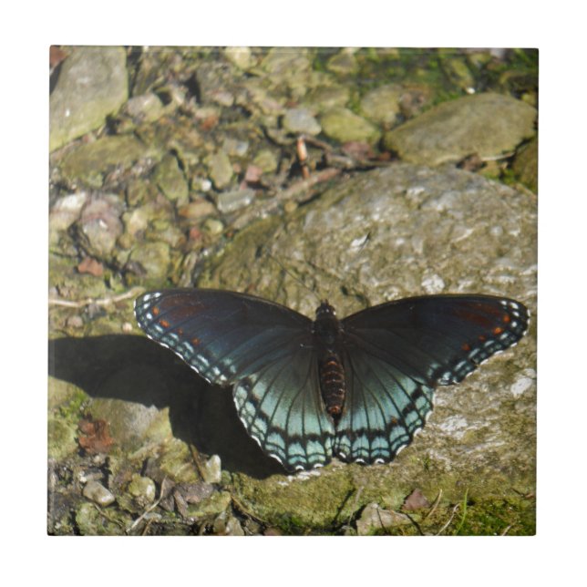 Blue and Black Butterfly Tile (Front)