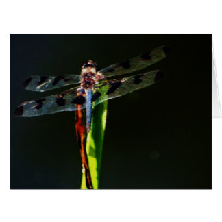 Blue and black dragonfly