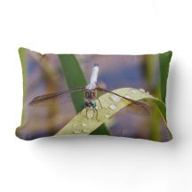 Blue and black dragonfly