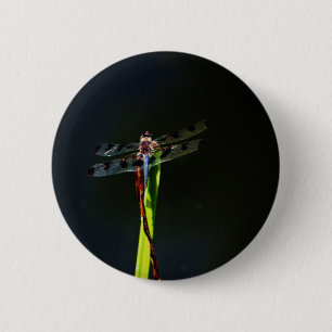 Blue and black  Dragonfly on green and red grass 6 Cm Round Badge