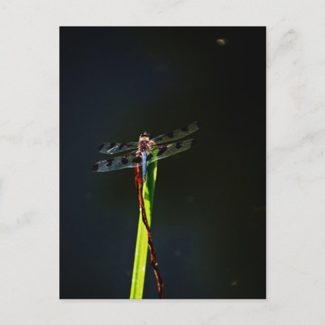 Blue and black  Dragonfly on green and red grass Postcard (Front)