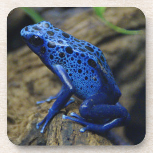 Blue and Black Poison Dart Frog Beverage Coaster