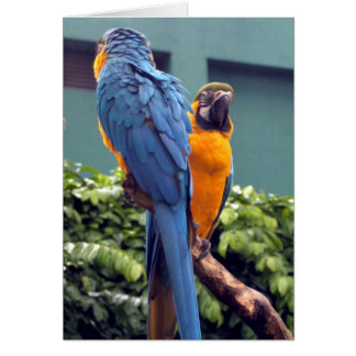 Blue and Gold Macaw Card