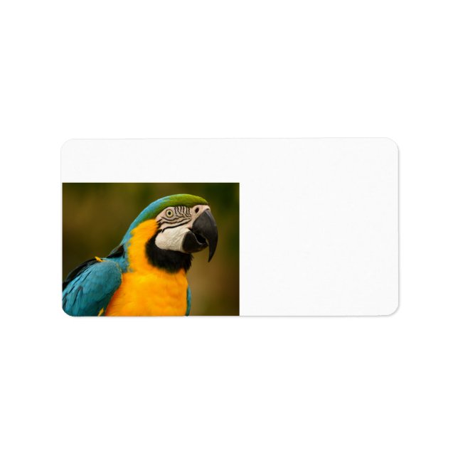 blue and gold macaw label (Front)