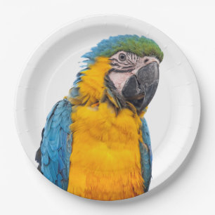 Blue and Gold Macaw Paper Plate