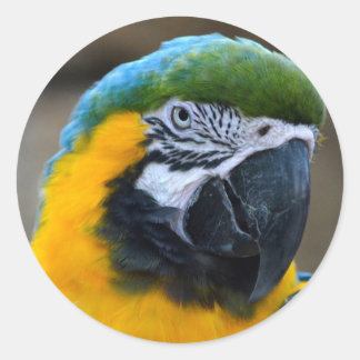 blue and gold macaw parrot head view c classic round sticker