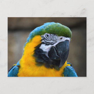 blue and gold macaw parrot head view c postcard