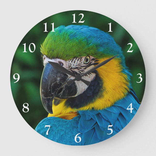 Blue and Gold Macaw Parrot Large Clock (Front)