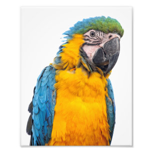 Blue and Gold Macaw Photo Print