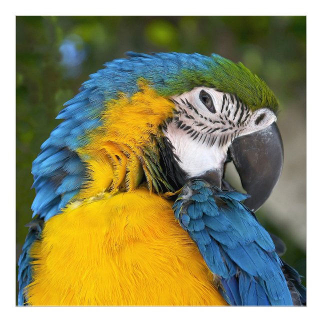 Blue And Gold Parrot Photo Print (Front)