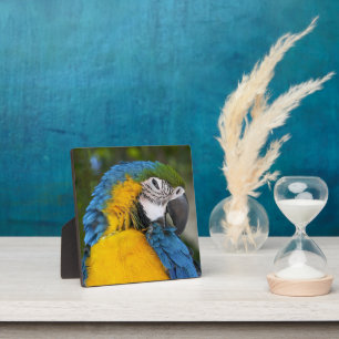 Blue And Gold Parrot Plaque