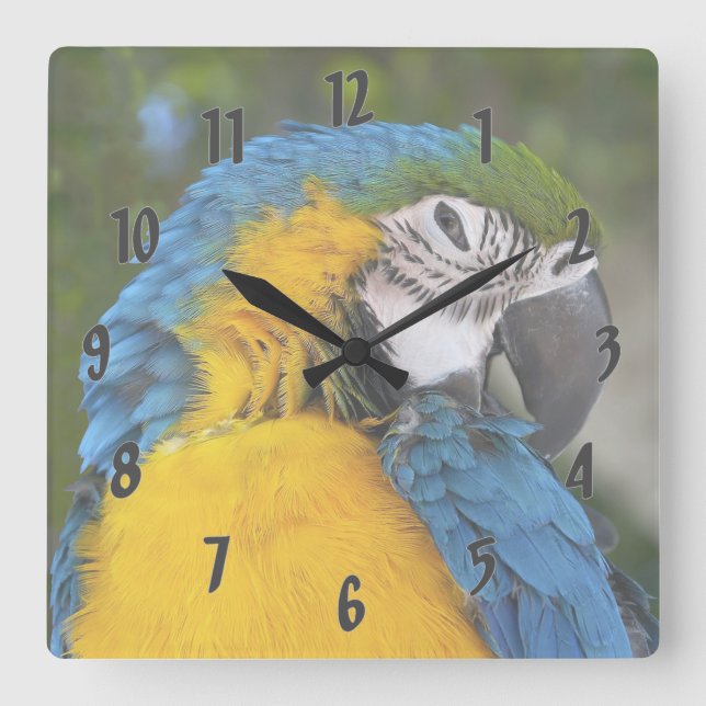 Blue And Gold Parrot Square Wall Clock (Front)