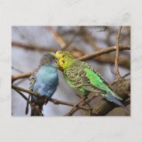 Blue and Green Budgie Birds on a Tree Branch 