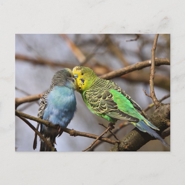 Blue and Green Budgie Birds on a Tree Branch  Postcard (Front)