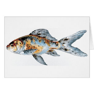 Blue and Orange Shubunkin Goldfish Fine Art