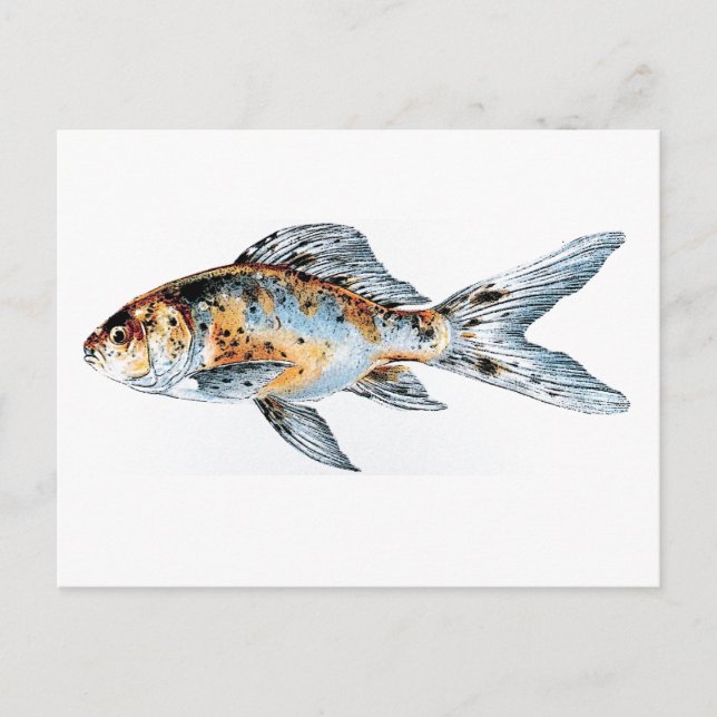 Blue and Orange Shubunkin Goldfish Fine Art  Postcard (Front)
