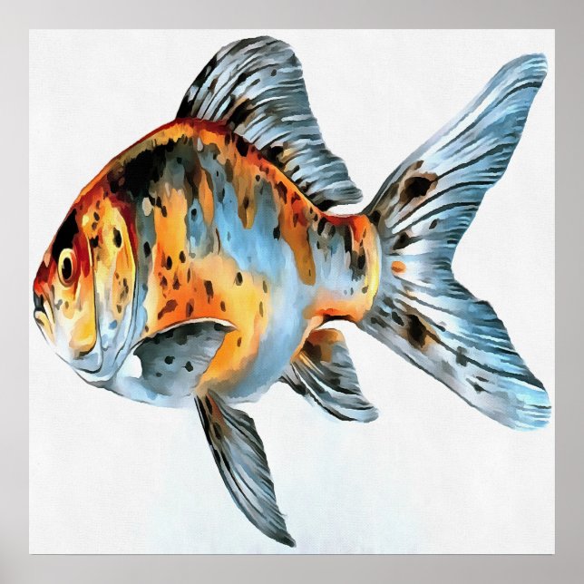 Blue and Orange Shubunkin Goldfish Poster (Front)