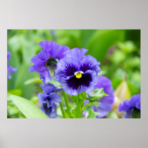 Blue and pale blue violets photo poster