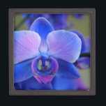 Blue and Pink Orchid Gift Box<br><div class="desc">The colours of this orchid are quite amazing and vibrant!</div>