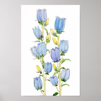 blue and purple Canterbury bells watercolour Poster