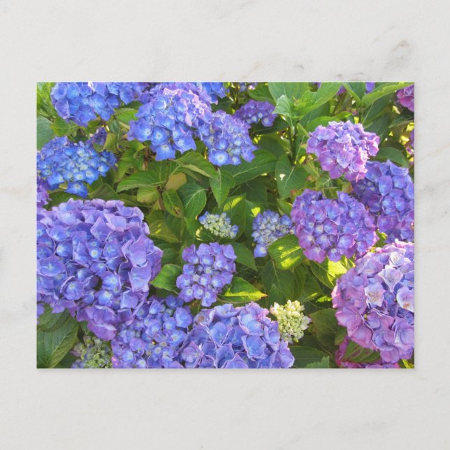 Blue and Purple Hydrangeas Postcard (Front)