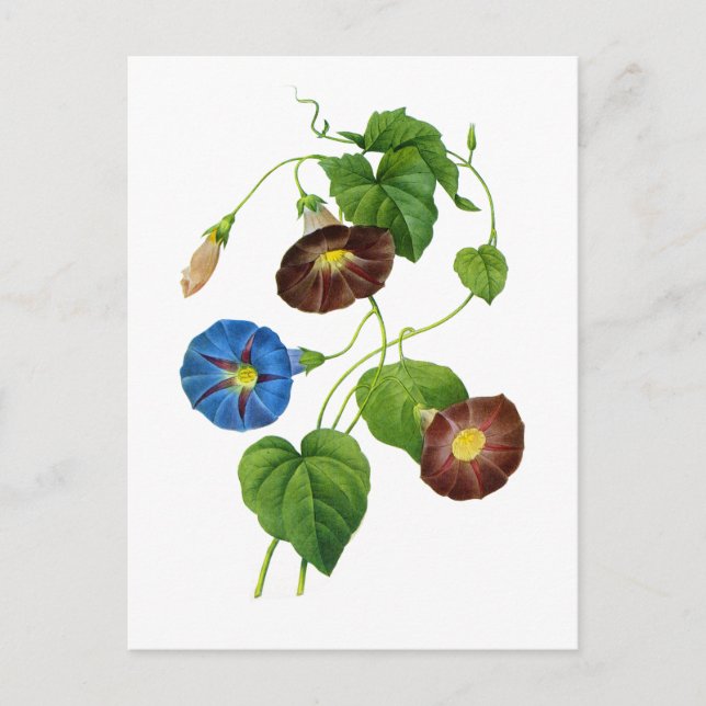 Blue and Purple Morning Glory Vines by Redoute Postcard (Front)