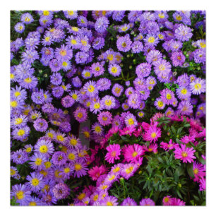 Blue and Purple Mums Flower Perfect Poster