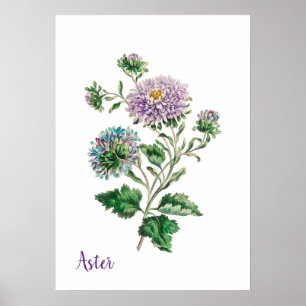Blue and Purple Vintage Botanical Aster  Poster