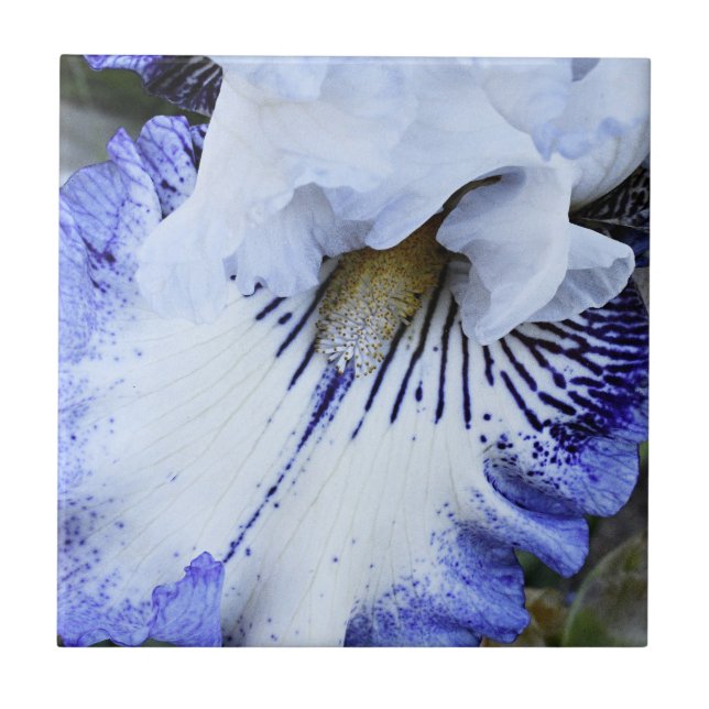 Blue and White Bearded Iris Floral Tile (Front)