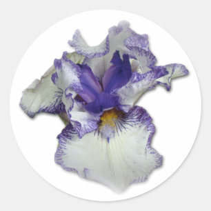 Blue and White Bearded Iris Flower Classic Round Sticker