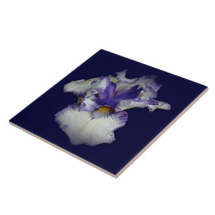 Blue and White Bearded Iris Flower Tile