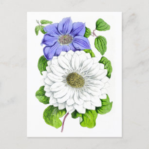 Blue and White Clematis Vintage Botanical Postcard