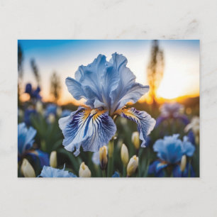 Blue and White Iris During the Golden Hour Postcard