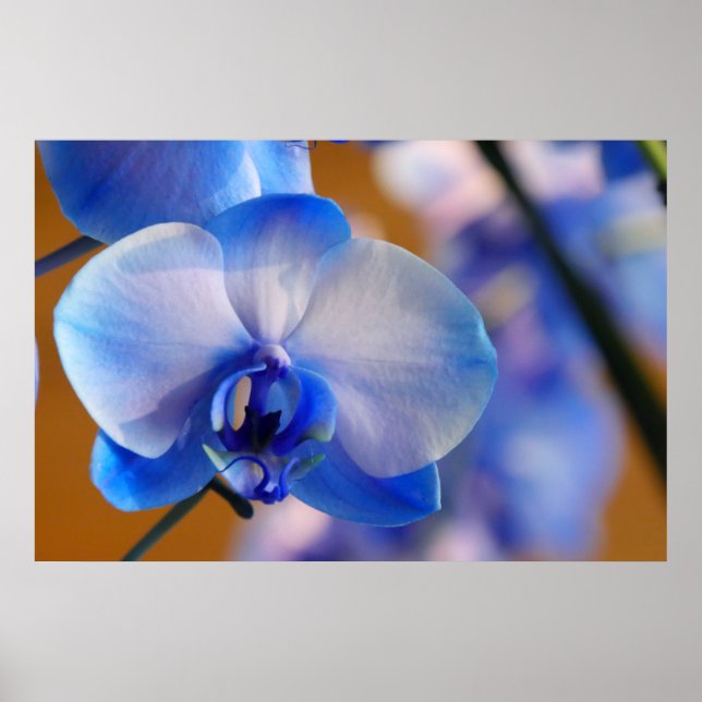 Blue and White Orchid Poster (Front)