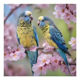 Blue And Yellow Budgies In Pink Blossom Tree, Photo Print