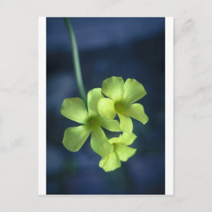 Blue and Yellow Flowers Postcard