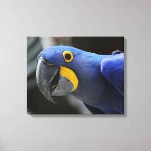 Blue And Yellow Hyacinth Macaw Parrot Canvas Print
