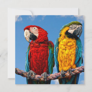 Blue and yellow macaw and a Scarlet macaw Invitation